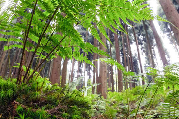 如何利用生物進行環(huán)境監(jiān)測？